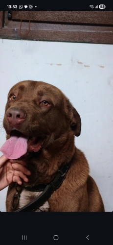 Diğer (Diğer Irk / Melez Köpek) - Corso labrador kırması - Fotoğraf 5