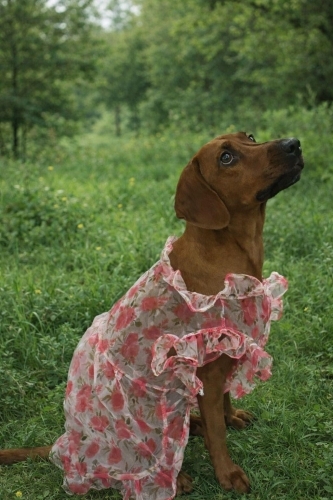 Diğer (Diğer Irk / Melez Köpek) - Anne cocker babası av köpeği eğitimli - Fotoğraf 6
