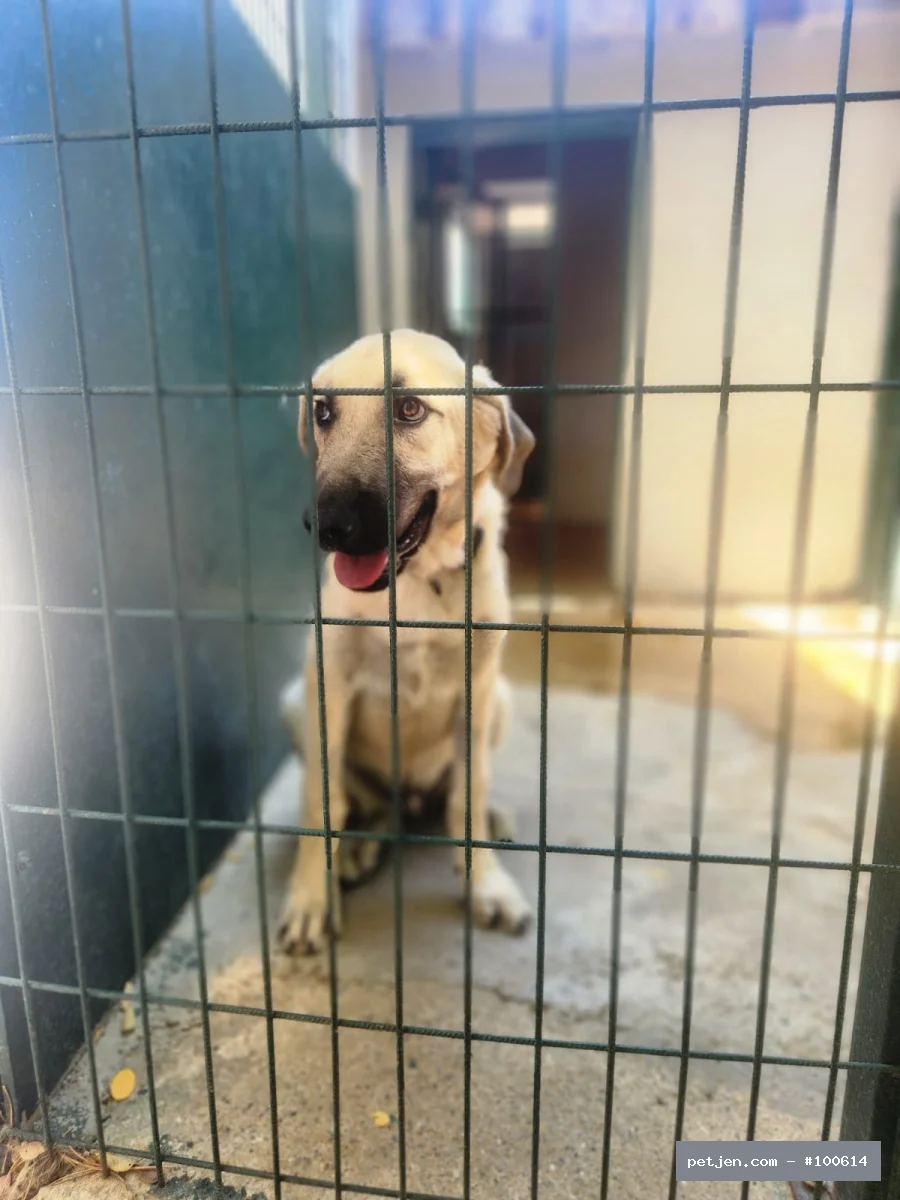 Diğer (Diğer Irk / Melez Köpek) - Paşa’nın Hikâyesi Mutlu Bitsin 🐾 Bu Gülüşün Arkasında Yuva Özlemi Var: Paşa - Fotoğraf 6