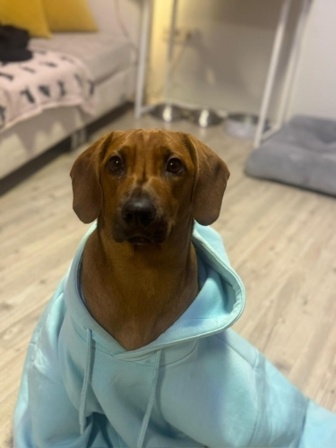 Diğer (Diğer Irk / Melez Köpek) - Anne cocker babası av köpeği eğitimli - Fotoğraf 8