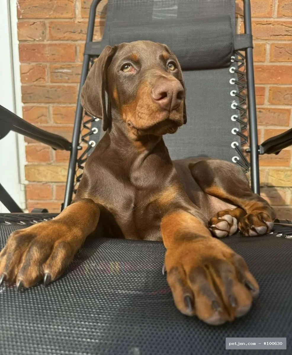 Şampiyon Soydan Gelen, SCR&amp;amp;#039;li Kızıl Doberman Yavruları (Erkek ve Dişi)
