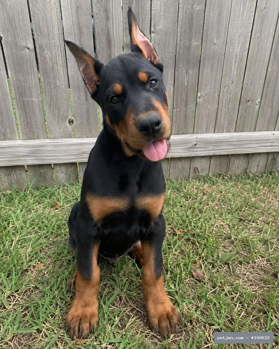 Asaletin Simgesi: Siyah Doberman Yavruları (Erkek ve Dişi)