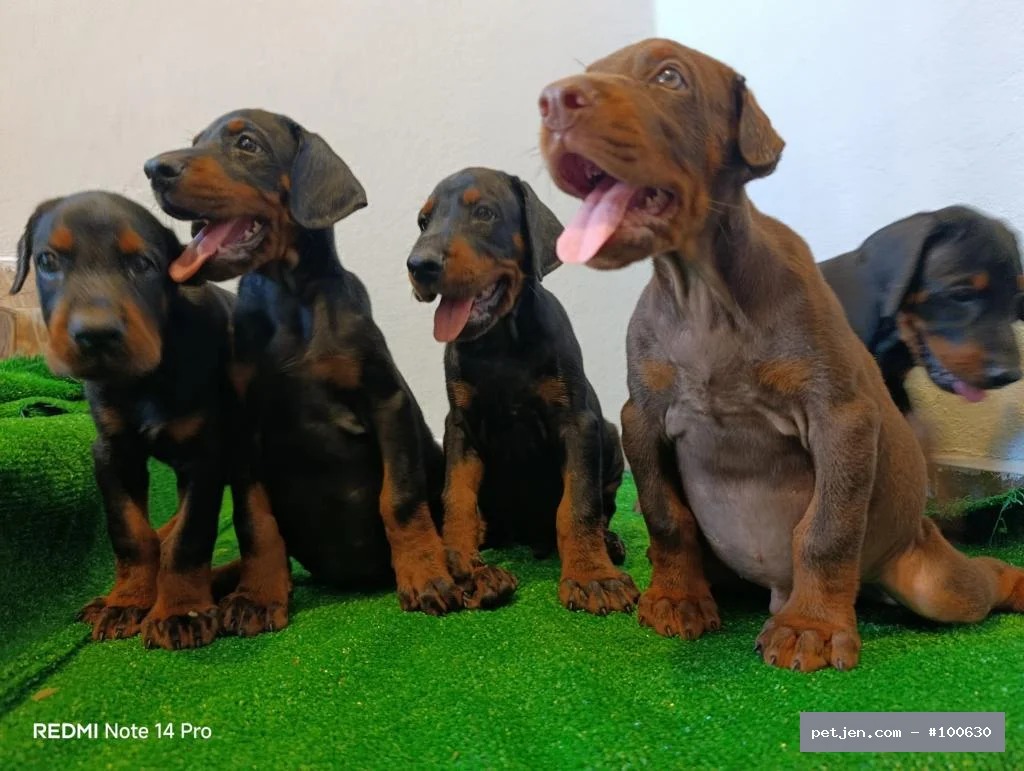 Doberman - Şampiyon Soydan Gelen, SCR&amp;amp;#039;li Kızıl Doberman Yavruları (Erkek ve Dişi) - Fotoğraf 2
