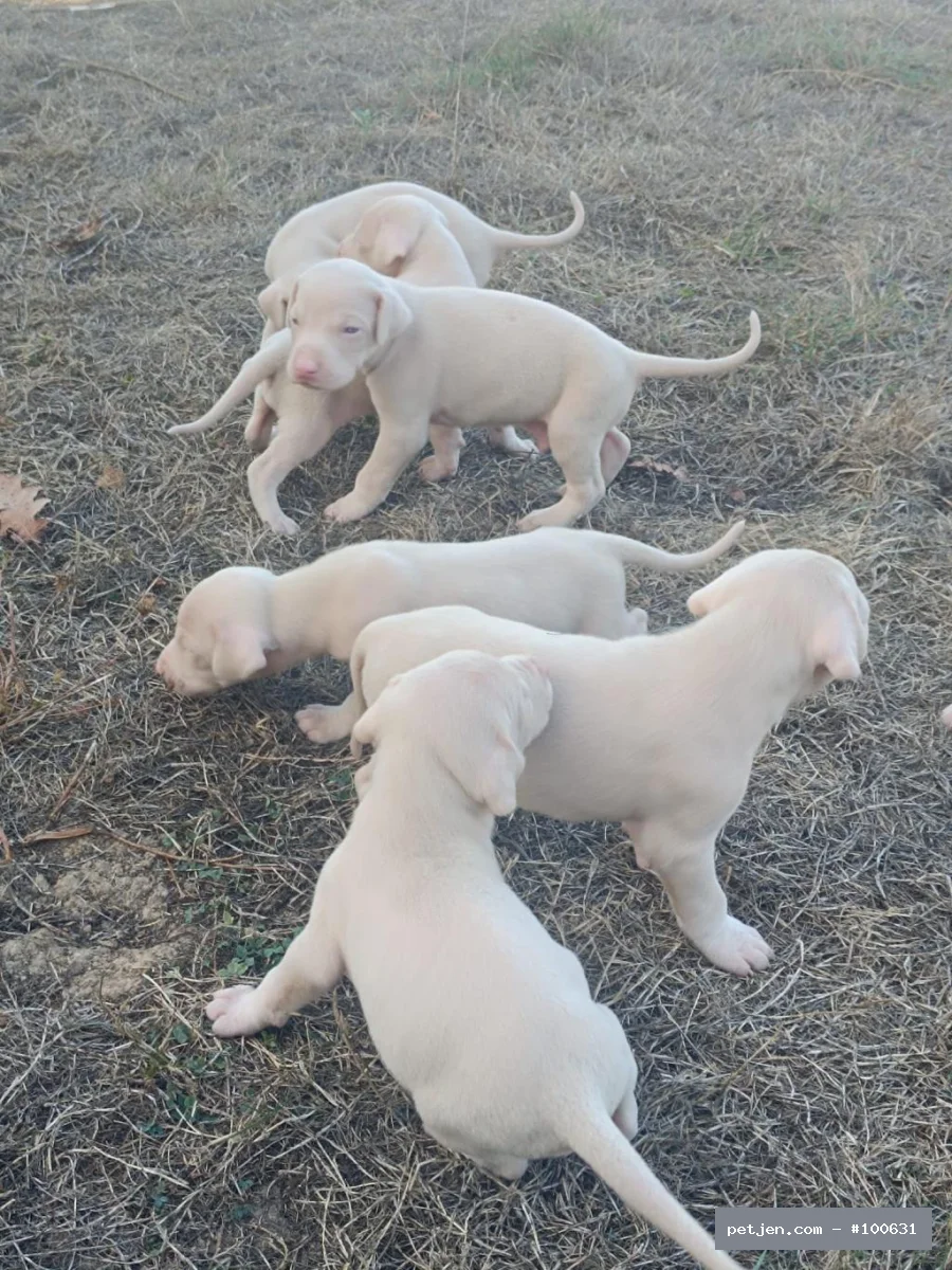 Doberman - Göz Kamaştıran Zarafet: Albino Beyaz Doberman (Dişi ve Erkek) - Fotoğraf 2