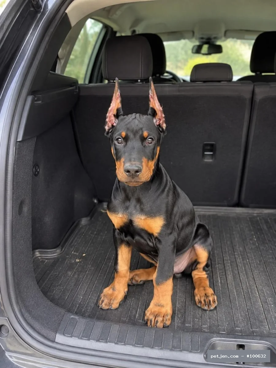 Doberman - Asaletin Simgesi: Siyah Doberman Yavruları (Erkek ve Dişi) - Fotoğraf 2