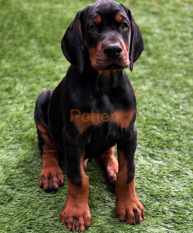 Doberman - Secereli, Günü Gelen Aşıları Tamamlanmış Safkan Doberman - Fotoğraf 2