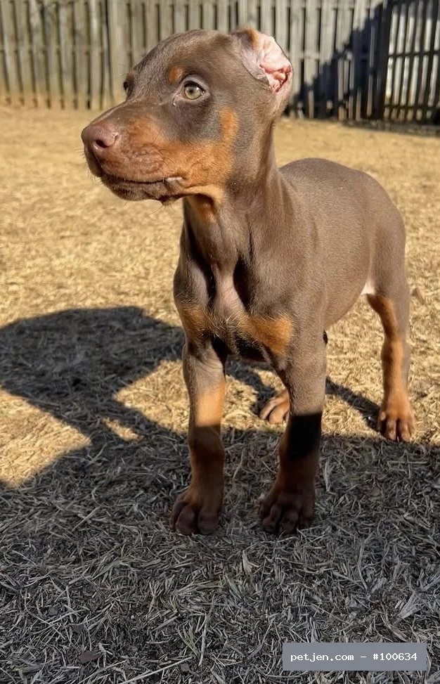 Doberman - A++ Kalite Yavrularımız - Fotoğraf 2