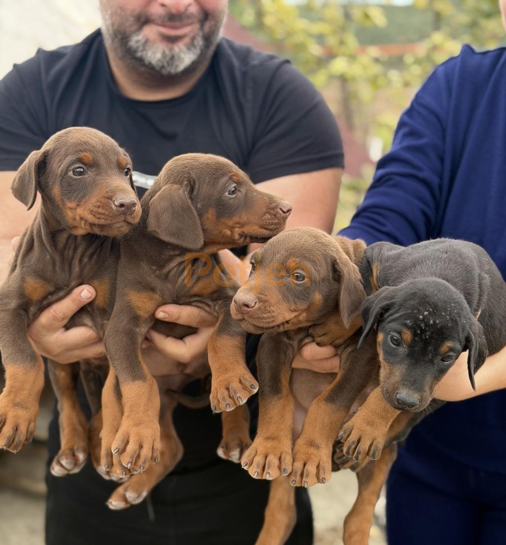 Doberman - Şampiyon Soydan Gelen, SCR&amp;amp;#039;li Kızıl Doberman Yavruları (Erkek ve Dişi) - Fotoğraf 3