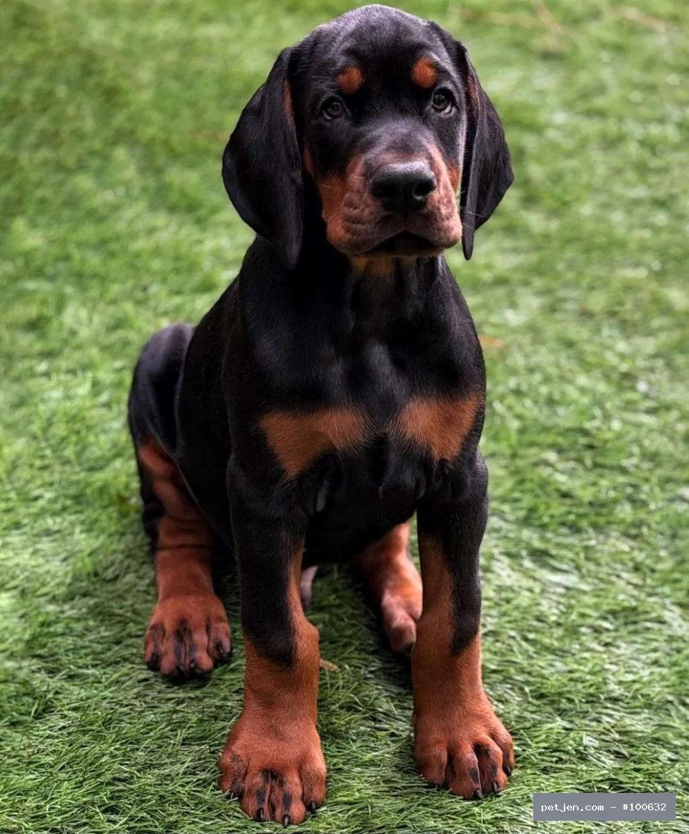 Doberman - Asaletin Simgesi: Siyah Doberman Yavruları (Erkek ve Dişi) - Fotoğraf 3