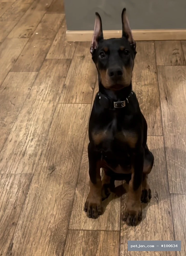 Doberman - A++ Kalite Yavrularımız - Fotoğraf 3