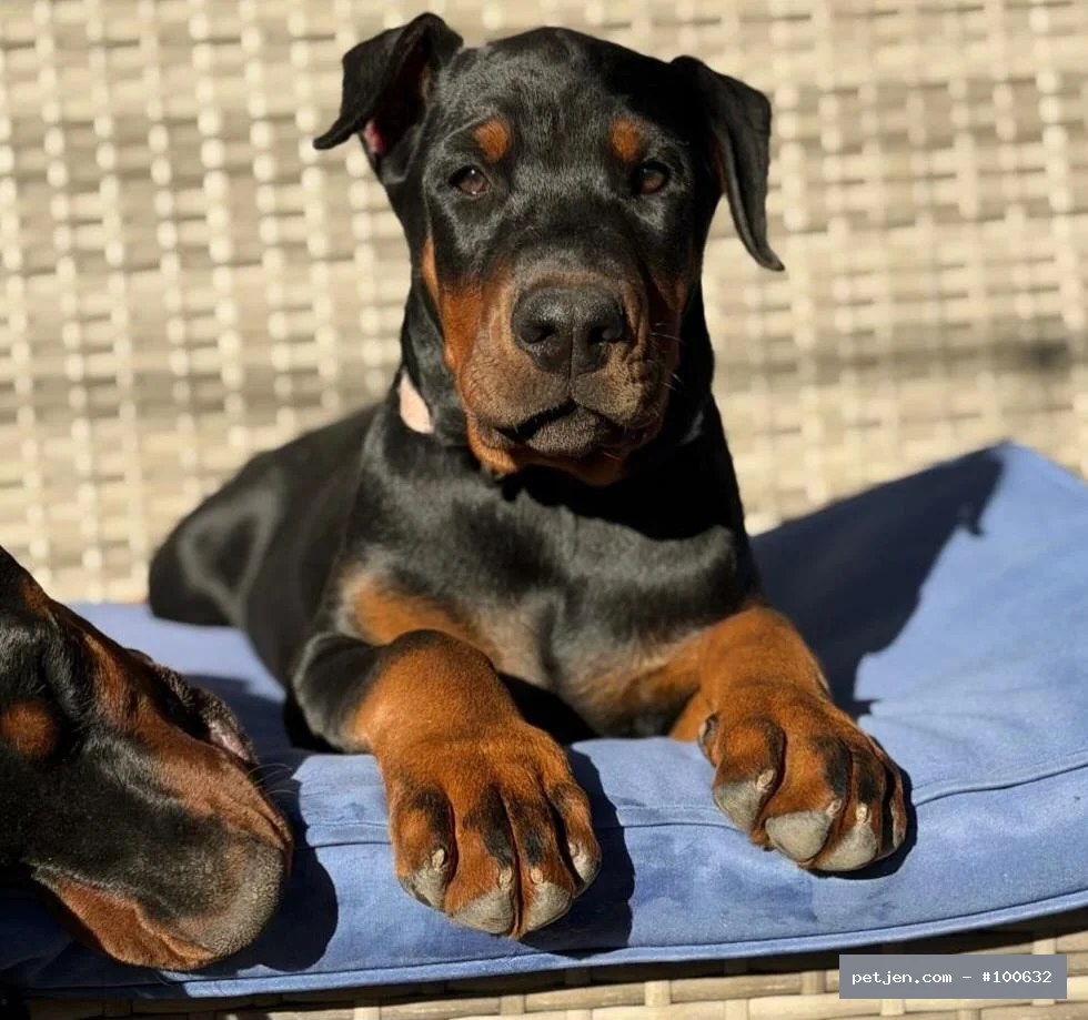 Doberman - Asaletin Simgesi: Siyah Doberman Yavruları (Erkek ve Dişi) - Fotoğraf 4