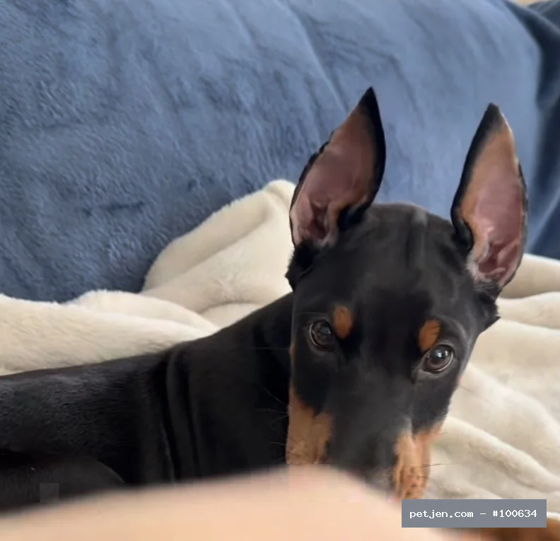 Doberman - A++ Kalite Yavrularımız - Fotoğraf 4