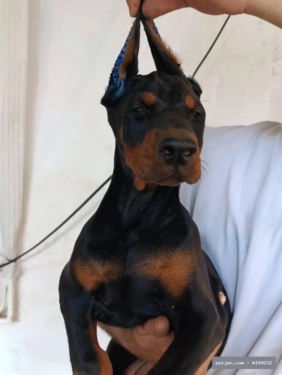 Doberman - Asaletin Simgesi: Siyah Doberman Yavruları (Erkek ve Dişi) - Fotoğraf 5