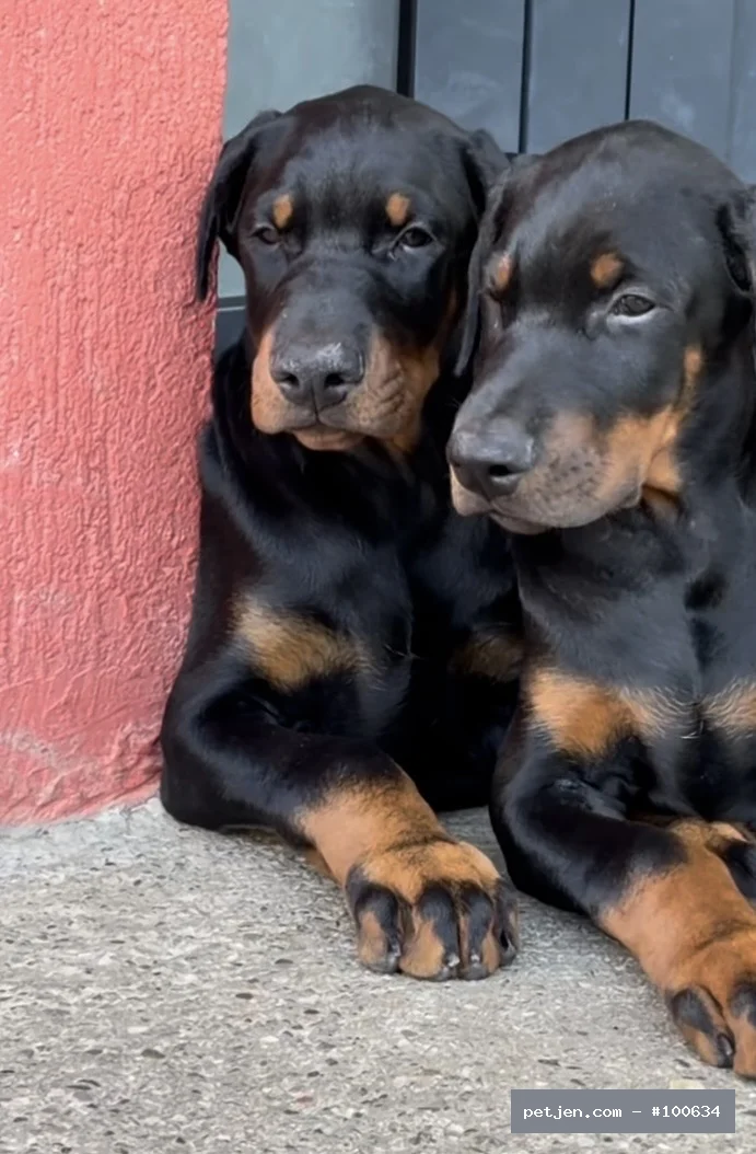Doberman - A++ Kalite Yavrularımız - Fotoğraf 5