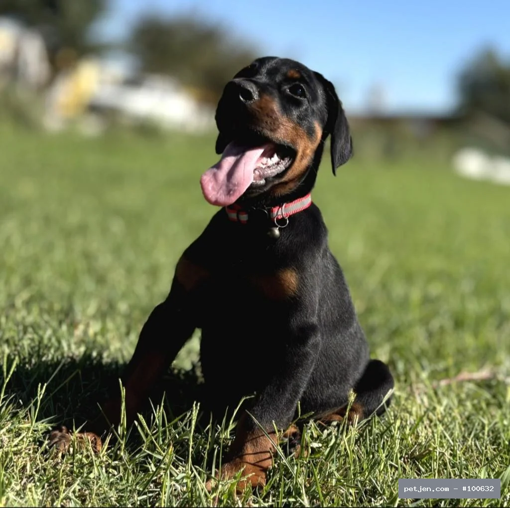 Doberman - Asaletin Simgesi: Siyah Doberman Yavruları (Erkek ve Dişi) - Fotoğraf 6