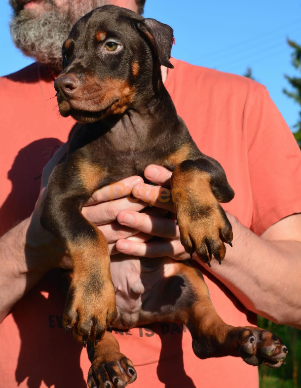 Secereli, Günü Gelen Aşıları Tamamlanmış Safkan Doberman