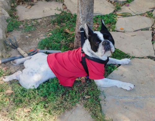 Fransız Bulldog (French Bulldog) - Ücretsiz sahiplenme