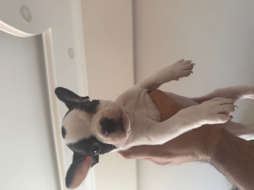 Fransız Bulldog (French Bulldog) - 1 Aylık French Bulldog Yuva Arıyor
