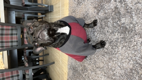 Fransız Bulldog (French Bulldog) - Eğitimli akıllı köpek sadece hayvanlarla asla anlaşamaz