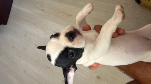 Fransız Bulldog (French Bulldog) - 1 Aylık French Bulldog Yuva Arıyor - Fotoğraf 2