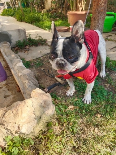 Fransız Bulldog (French Bulldog) - Ücretsiz sahiplenme - Fotoğraf 3