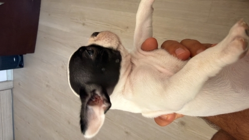 Fransız Bulldog (French Bulldog) - 1 Aylık French Bulldog Yuva Arıyor - Fotoğraf 3
