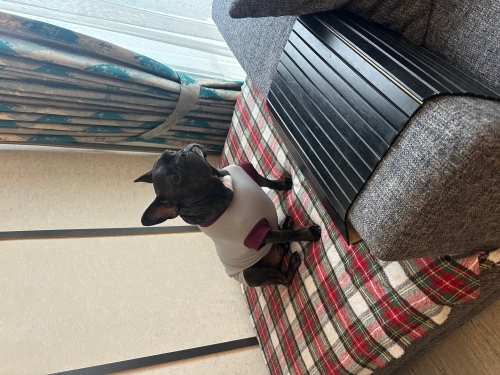 Fransız Bulldog (French Bulldog) - Eğitimli akıllı köpek sadece hayvanlarla asla anlaşamaz - Fotoğraf 3