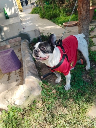 Fransız Bulldog (French Bulldog) - Ücretsiz sahiplenme - Fotoğraf 4