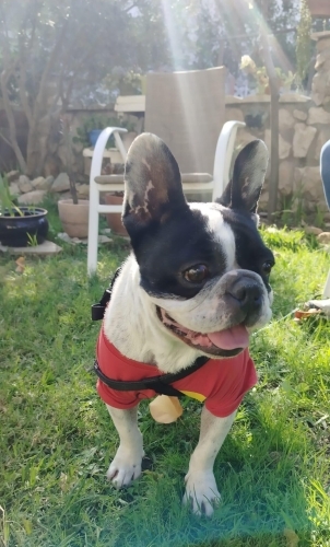 Fransız Bulldog (French Bulldog) - Ücretsiz sahiplenme - Fotoğraf 5