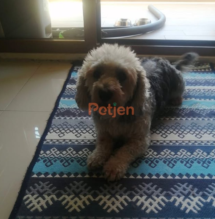 Maltipoo - Çok oyuncu ve sevgi dolu