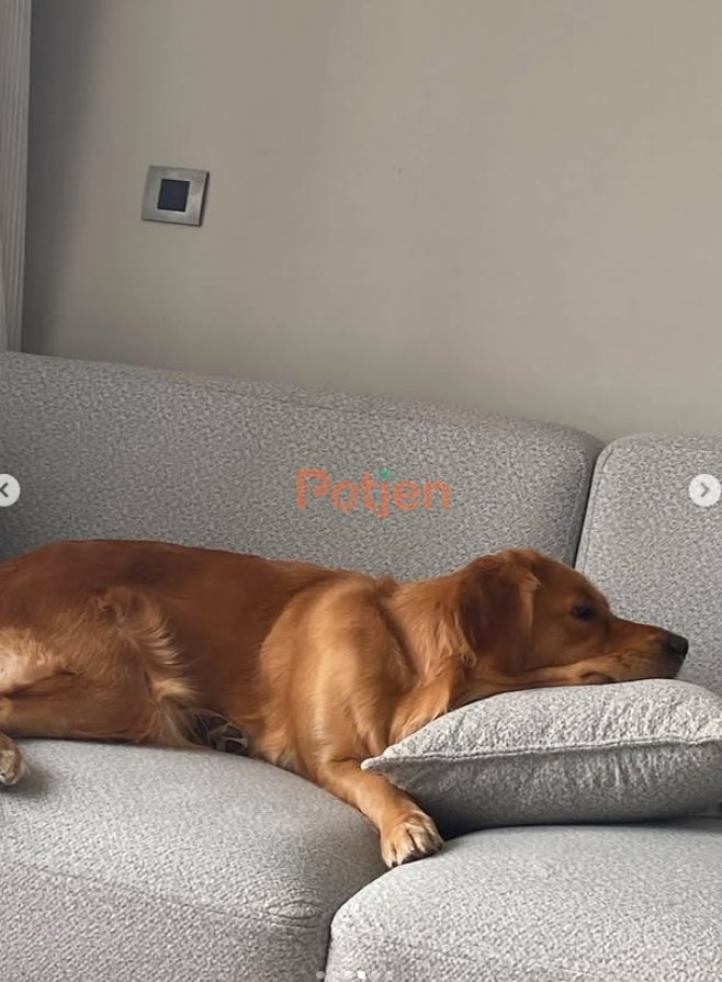 Golden Retriever - Mia Sahibini Arıyor