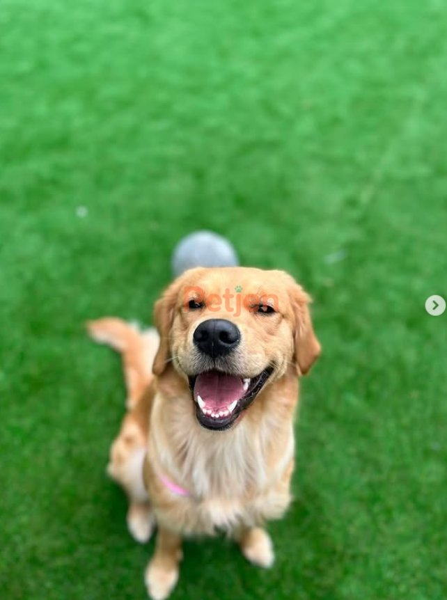 Golden Retriever - Mia Sahibini Arıyor - Fotoğraf 2