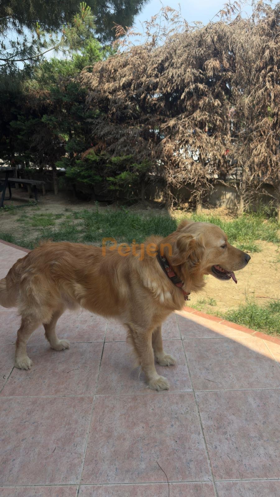 Golden Retriever - Sevgi Dolu Bir Golden, Ömürlük Ailesini Arıyor - Fotoğraf 2