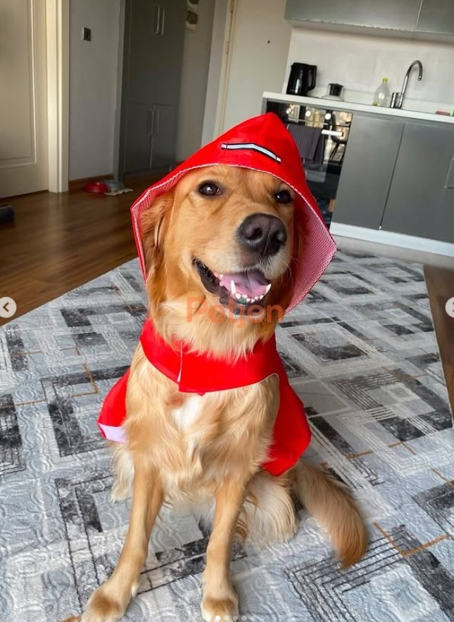 Golden Retriever - Mia Sahibini Arıyor - Fotoğraf 3