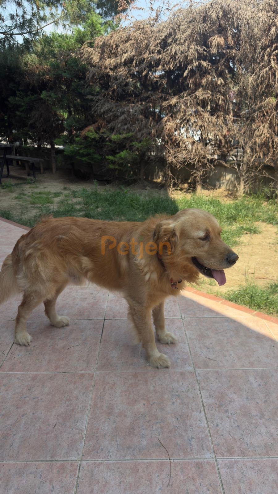 Golden Retriever - Sevgi Dolu Bir Golden, Ömürlük Ailesini Arıyor - Fotoğraf 3