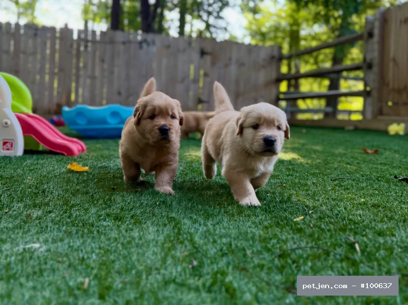 Golden Retriever - Sevimli baby Face Gülen Surat Golden Retriever Yavrular - Fotoğraf 3