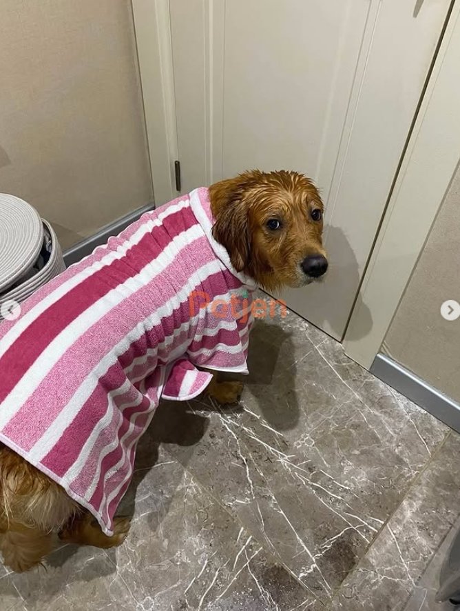Golden Retriever - Mia Sahibini Arıyor - Fotoğraf 4