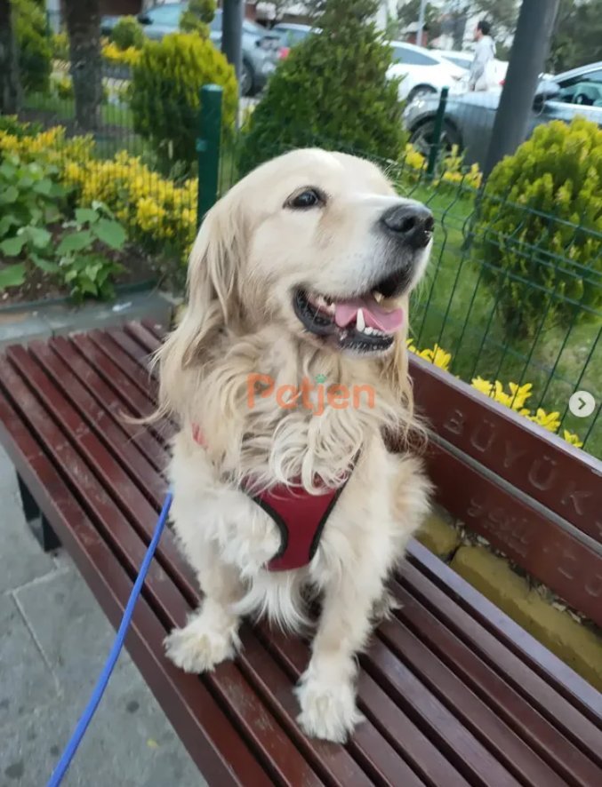 Golden Retriever - Yakışıklı Zeze