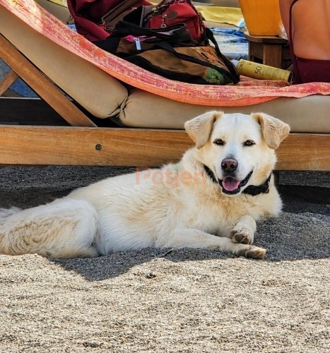Golden Retriever - Sahibim Olurmusun?