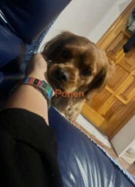 İngiliz Springer Spaniel - Çok Uslu Sevecen Safkan