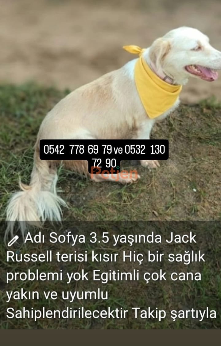 Jack Russell Terrier - Çok uysal,tüm aşıları tam sağlık problemi yok ,havlamasi ısırması yoj