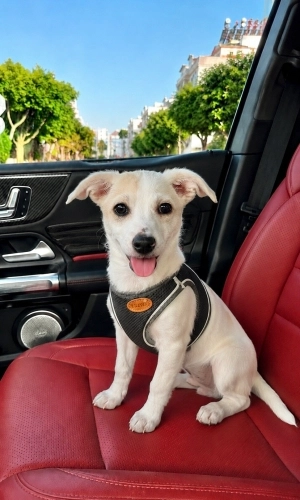 Jack Russell Terrier - 4 Aylık Dişi Jack Russel Barınaktan Kurtarıldı Yuva Arıyor