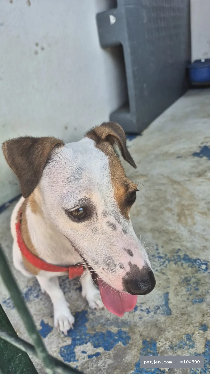 Jack Russel Pars Seni Bekliyor