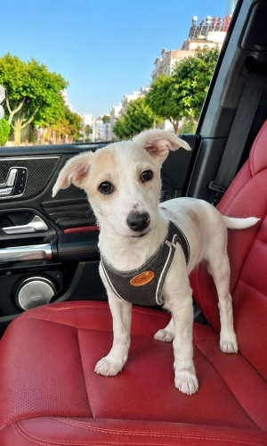 Jack Russell Terrier - 4 Aylık Dişi Jack Russel Barınaktan Kurtarıldı Yuva Arıyor - Fotoğraf 3
