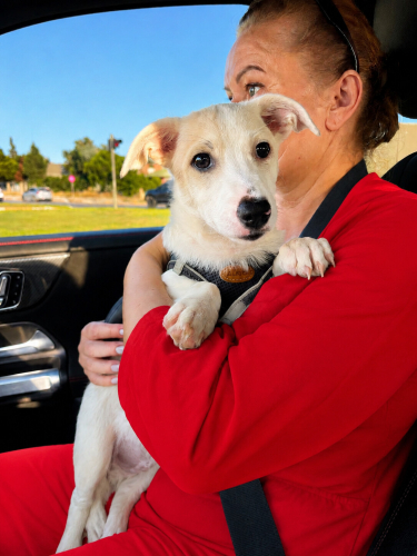 Jack Russell Terrier - 4 Aylık Dişi Jack Russel Barınaktan Kurtarıldı Yuva Arıyor - Fotoğraf 4