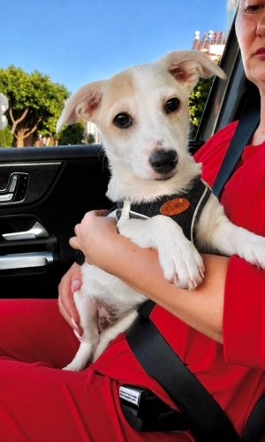 Jack Russell Terrier - 4 Aylık Dişi Jack Russel Barınaktan Kurtarıldı Yuva Arıyor - Fotoğraf 5