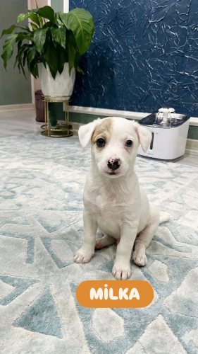 Jack Russell Terrier - 4 Aylık Dişi Jack Russel Barınaktan Kurtarıldı Yuva Arıyor - Fotoğraf 6