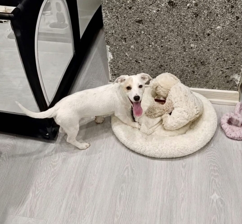 Jack Russell Terrier - 4 Aylık Dişi Jack Russel Barınaktan Kurtarıldı Yuva Arıyor - Fotoğraf 7