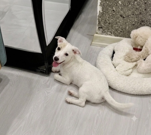 Jack Russell Terrier - 4 Aylık Dişi Jack Russel Barınaktan Kurtarıldı Yuva Arıyor - Fotoğraf 8