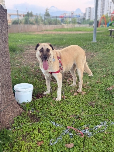 Kangal / Aksaray Malaklısı - Mahallelinin  Elinden Kurtarıldı Çocuklar Demirle Dövüyormuş